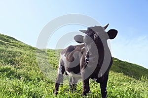 Cow pasturing on the meadow photo