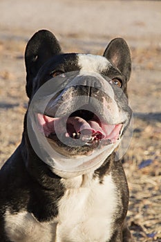 A cute cow colored French Bulldog. looking at camera. Adorable dog at natural space