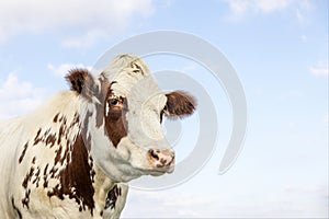 Cute cow, copy space red and white, looking at camera, calm and shy, with a blue sky background