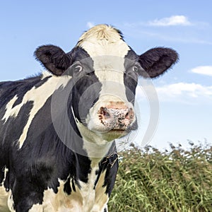 Cute cow, dreamy eyes, black and white, a blue sky