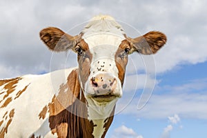 Cute cow face with flies, red and white with pink nose and friendly expression, looking at the camera