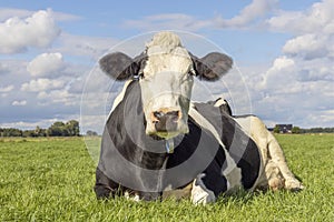 Cute cow lying down, in a pasture and with copy space, black and white in the field, relaxed and happy, in Holland