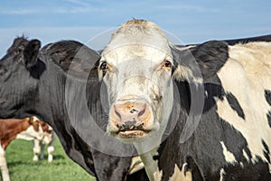 Cute cow with pink nose amidst a group of cows, black and white and a blue sky