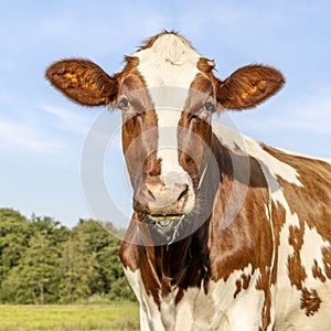 Cute cow portrait, a cute young red one with white blaze friendly expression, adorable