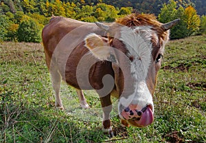 Farm. Cow portrait with forest in the background