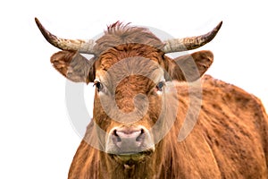 Cute cow portrait