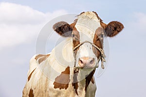 Cute cow, with a rope around her snoot, white blaze, a blue background