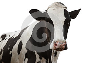 Cute cow on white background, closeup view. Animal husbandry