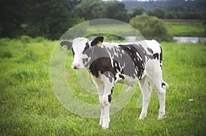 Cute cow youngster