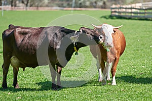 Cute Cows. Dark, Black Cow licking another Cow on green field. Cute Farm Animals