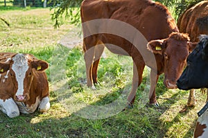 Cute cows searching for shade under tree. Sunny day on Mountains. Cows grazing