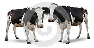 Cute cows on white background. Animal husbandry