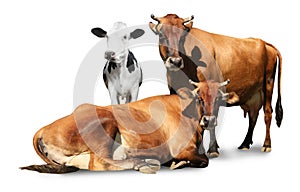 Cute cows on white background. Animal husbandry