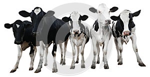 Cute cows on white background, banner design. Animal husbandry