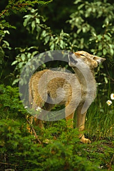 Cute Coyote Pup Howling