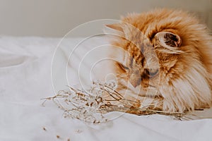 Cute and cozy golden persian cat relaxing in the bed with some dried flowers. Animal lovers animal friendly concept