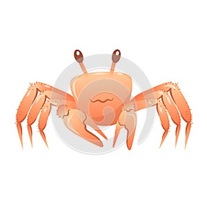 cute crab raising its claws isolated on a white background.