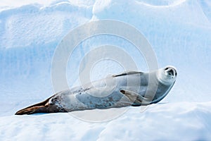 Cute crabeater seal resting on iceberg in Antarctica and staring at camera, Antarctic wildlife and frozen landscape, blue ice