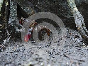 Cute crabs peek behind the roots of trees