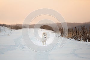 Cute, crazy and happy beige and white Russian borzoi dog or wolfhound running on the snow in the winter field