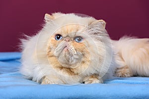 Cute cream colorpoint persian cat is lying on a blue bedspread photo