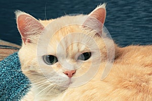 Cute cream tabby cat lies on a blue plaid, close up