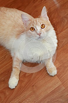 Cute creamcolor domestic cat lying on wooden floor