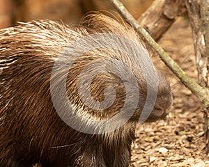 Cute Crested Porcupine, Hystrix cristata, sniffling the air photo