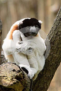 A cute crowned sifaka