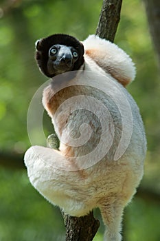 A cute crowned sifaka