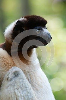 A cute crowned sifaka