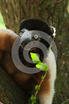 A cute crowned sifaka