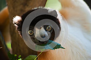 A cute crowned sifaka