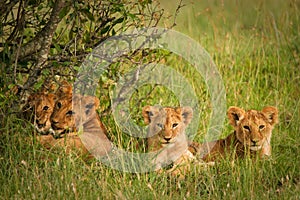 Cute cubs lions resting in the grass, Masai Mara,