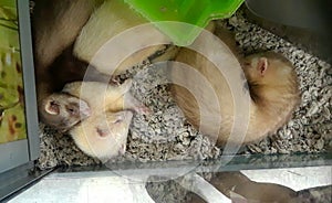 Cute cuddling ferrets 3