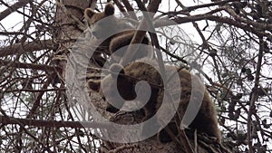 Cute and Cuddly Baby Brown Bear Cubs Climbing the Tree