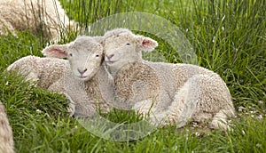 Cute cuddly fuzzy baby animals Spring lambs sheep siblings snuggling up together in green grass. They look like they are smiling. photo