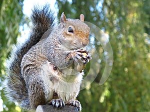 Cute and cuddly squirrel