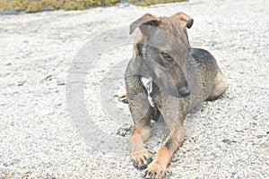 Cute cunucu dog looking at its paw