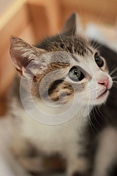 Cute and curious baby cat portrait playing and looking around close shot