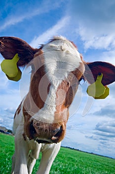 Cute curious baby cow