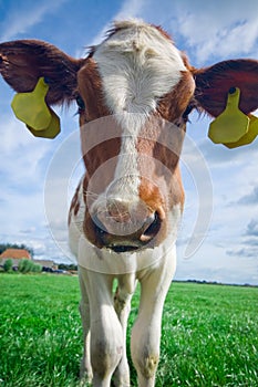 Cute curious baby cow