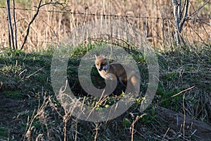 Cute curious baby Red Fox pup exploring the outside of its den