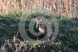 Cute curious baby Red Fox pup exploring the outside of its den