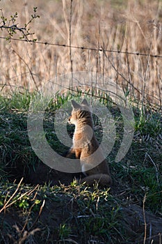 Cute curious baby Red Fox pup exploring the outside of its den