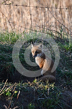 Cute curious baby Red Fox pup exploring the outside of its den