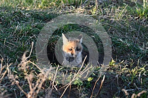 Cute curious baby Red Fox pup looking outside of its den