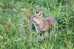 Cute curious baby Red Fox pup smelling the plants
