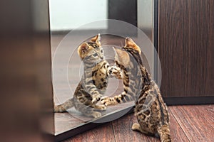 Carino curioso Bengala Gattino cercando Specchio 
