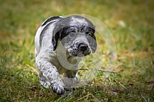 Cute and curious black and white baby brittany spaniel dog puppy portrait